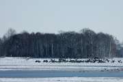 2010 03 06_BruchKraniche_0113