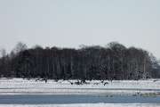2010 03 06_BruchKraniche_0118