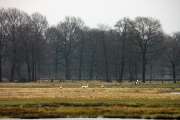2010 03 14_Bruch_0124