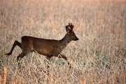 2010 04 02_Bruch_0127
