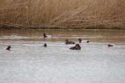 2010_04_10_128_Rieselfelder