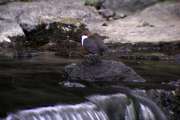 2010_05_14_44_Wasseramsel