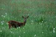 2010_05_24_64_Pfingsten