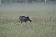 2010_08_15_Zingst (1076)