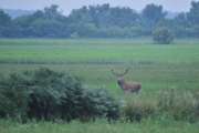 2010_08_15_Zingst (1214)