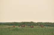 2010_08_15_Zingst (935)