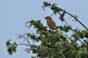2010_08_15_Zingst (970)