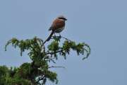 2010_08_15_Zingst (986)