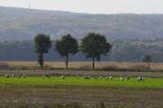2010_10_26_1214_Kraniche