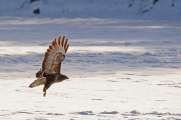 2011_01_02_105_Winter_bearbeitet-1