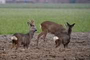 2011_02_20_289_Bruch500_bearbeitet-1