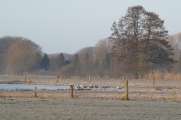 2011_03_06_0170_Bruch500