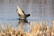 2011_03_06_0360_Bruch500