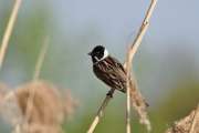 2011_04_16_0029_Rieselfelder