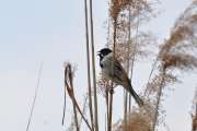 2011_04_16_0292_Rieselfelder
