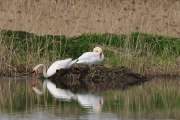 2011_04_16_0412_Rieselfelder