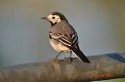 2011_04_25_2024_Bruch