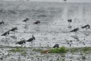 2011_08_27_0416_Rieselfelder