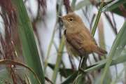 2011_08_27_0447_Rieselfelder