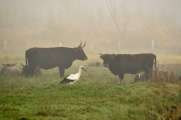 2011_10_31_0012_RieselfelderT