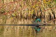 2011_10_31_0282_RieselfelderT