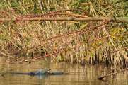 2011_10_31_0339_RieselfelderT