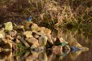 2011_12_24_1401_BruchI