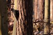 2012_02_05_0342_DiverseD7000