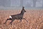 2012_03_17_0179_Springbock
