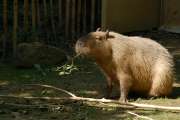 2006_08_06_164_Zoo