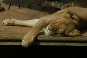 2006_08_06_93_Zoo