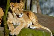 2007_02_16_114_AlleineImZoo