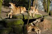 2007_02_16_121_AlleineImZoo