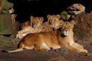 2007_02_16_246_AlleineImZoo