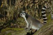 2007_03_11_139_ZOO