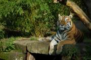 2007_10_07_447_ZOO