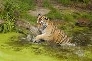 2009_08_09_575_Zoo