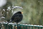 2010 01 10_WinterTele_0282