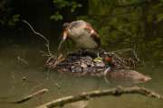 2010_07_25_238_Diverse